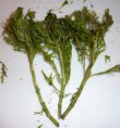 Hygrophila difformis - 3.90€